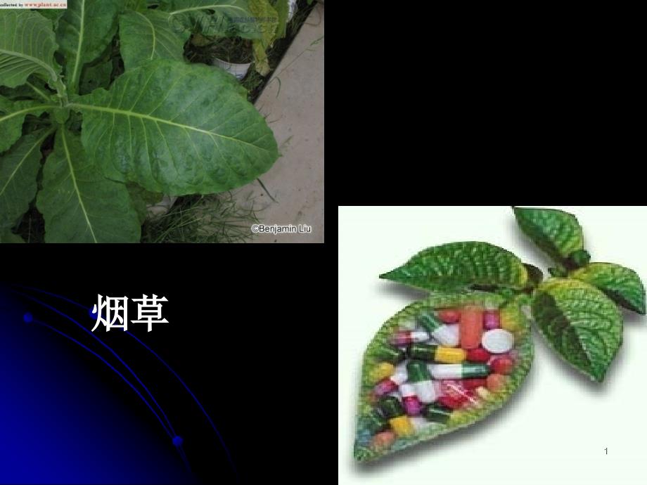 人教版基因工程及其应用PPT_第1页