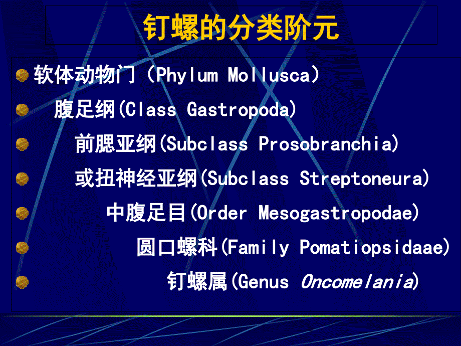 钉螺的形态与解剖PPT课件_第4页