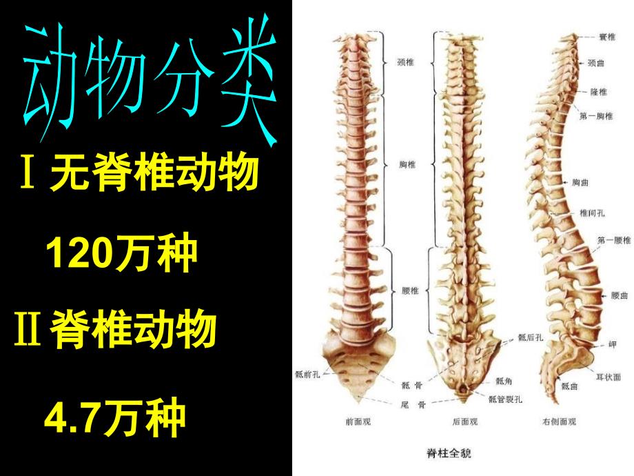 八上142千姿百态的动物世界脊椎动物_第1页