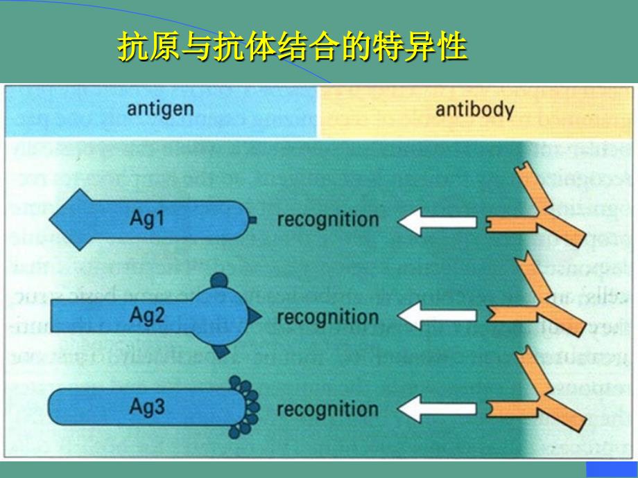 B淋巴细胞ppt课件_第3页