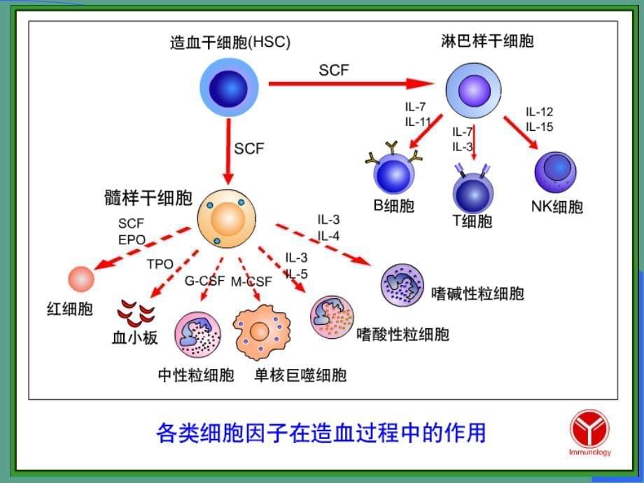 B淋巴细胞ppt课件_第5页