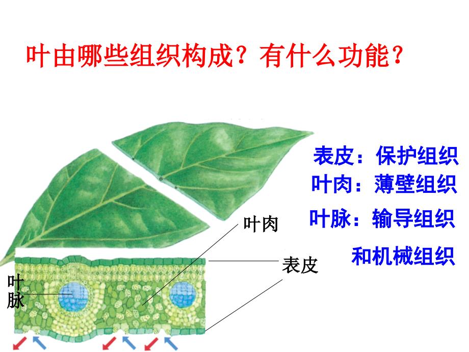 苏科版第9章生物体有相似的结构层次总复习ppt课件_第5页