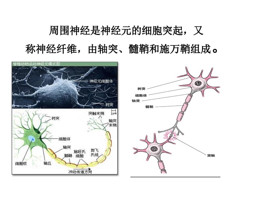 周围神经损伤康复课件_第4页