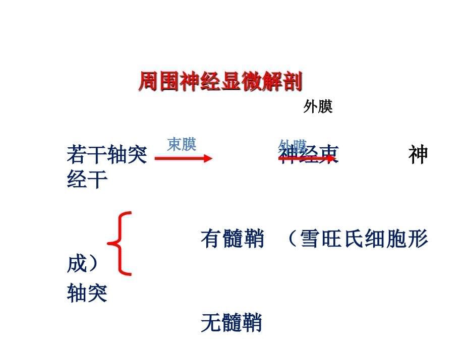 周围神经损伤康复课件_第5页