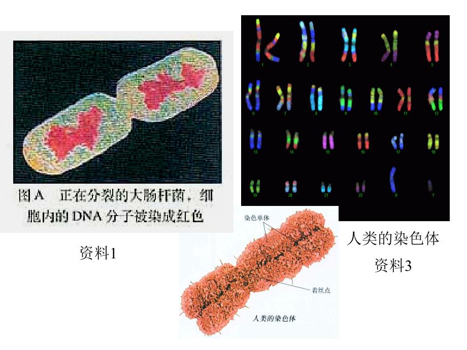 生物必修34基因是有遗传效应的DNA片段PPT课件_第4页