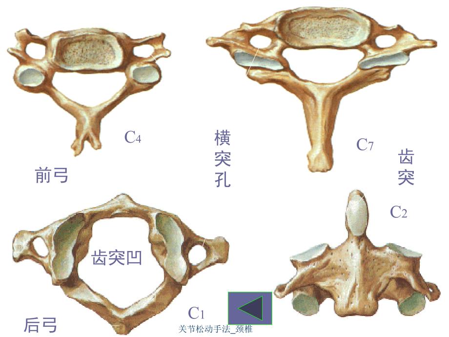 关节松动手法颈椎课件_第3页