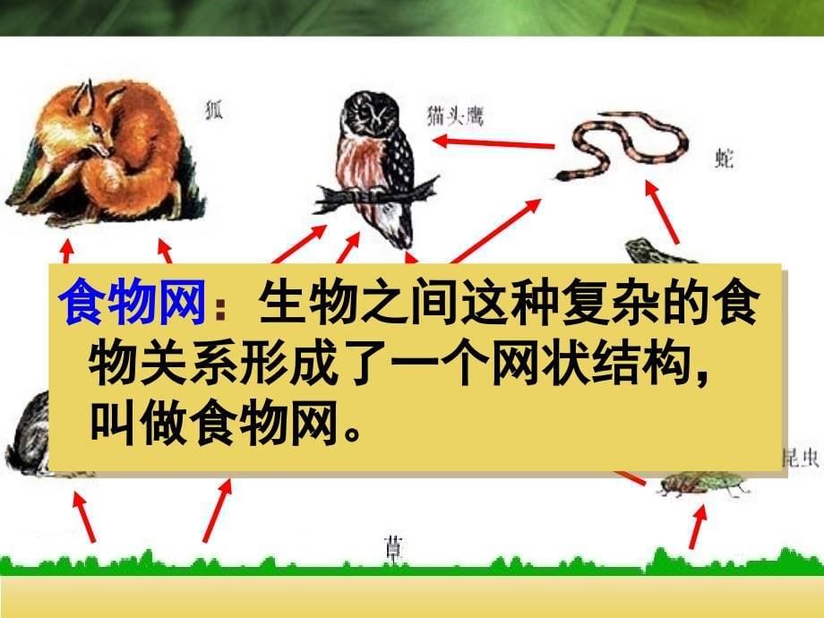 五年级上册科学课件1.5食物链和食物网教科版共18张PPT_第5页