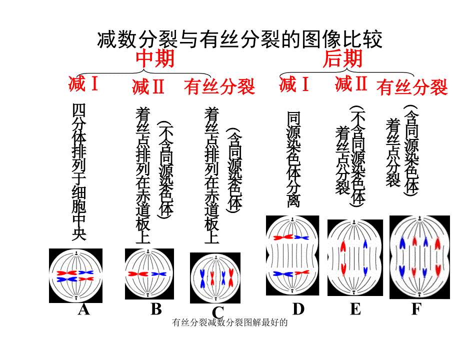 有丝分裂减数分裂图解最好的课件_第3页