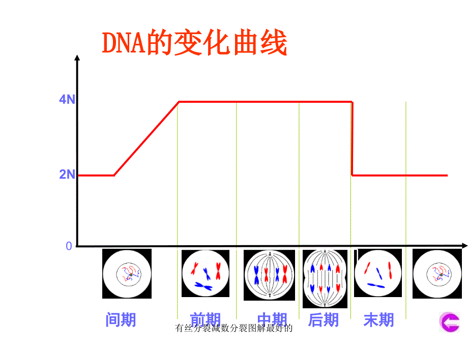 有丝分裂减数分裂图解最好的课件_第5页