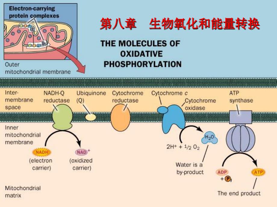 生物化学课件：第八章生物氧化和能量转换_第1页