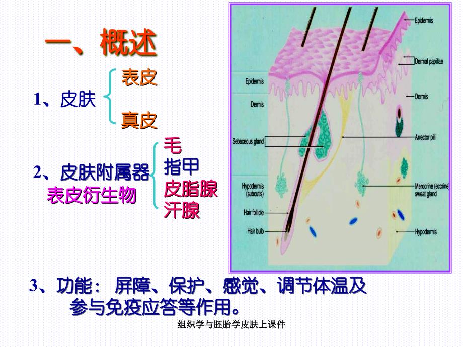 组织学与胚胎学皮肤上课件_第2页