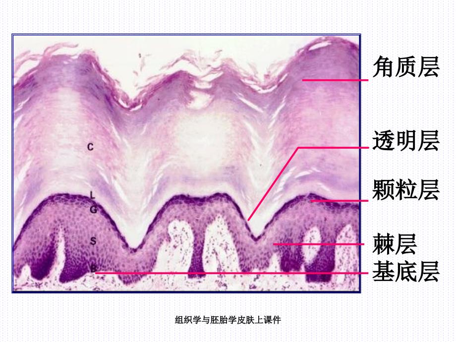 组织学与胚胎学皮肤上课件_第3页