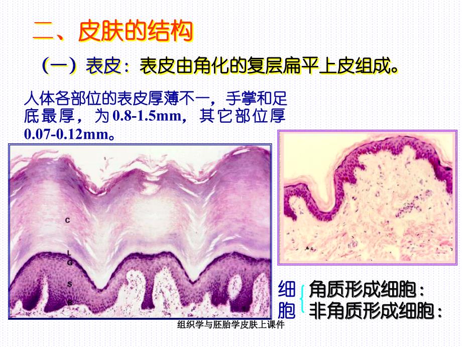 组织学与胚胎学皮肤上课件_第4页