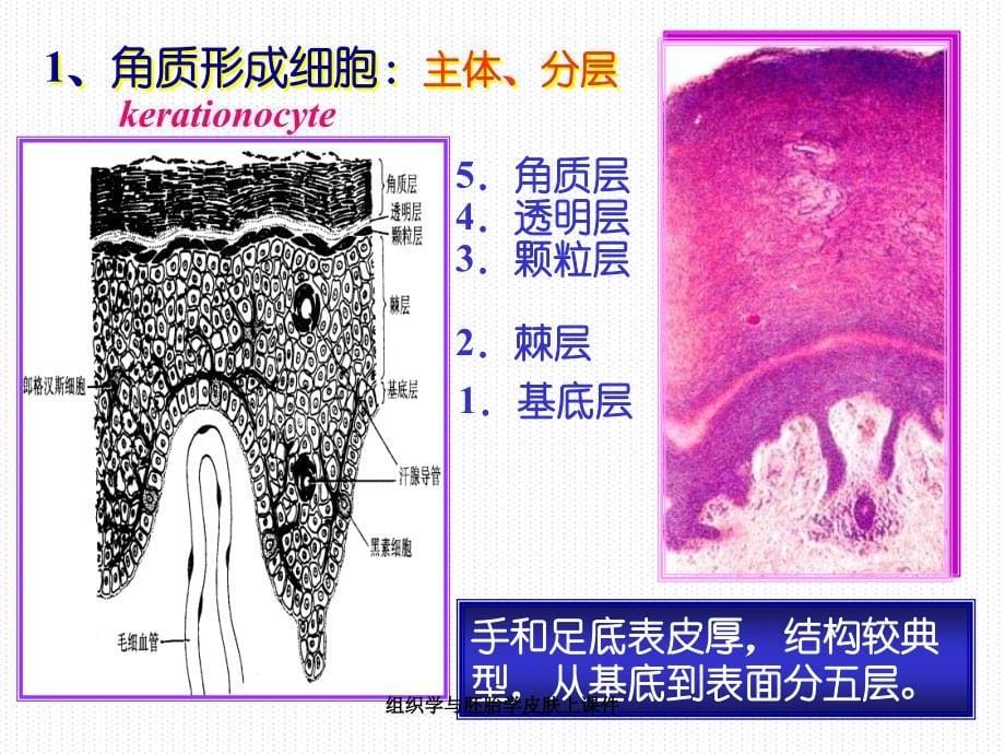 组织学与胚胎学皮肤上课件_第5页