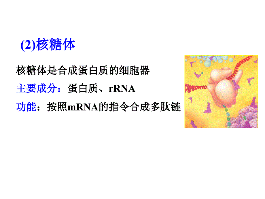 ch2生命活动基本单位细胞_第1页