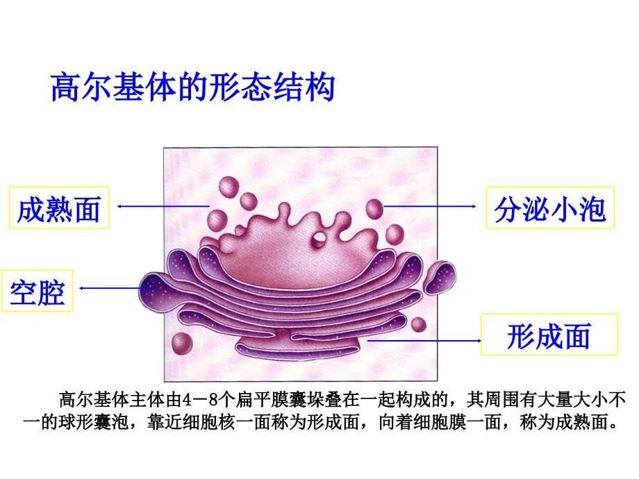 ch2生命活动基本单位细胞_第5页