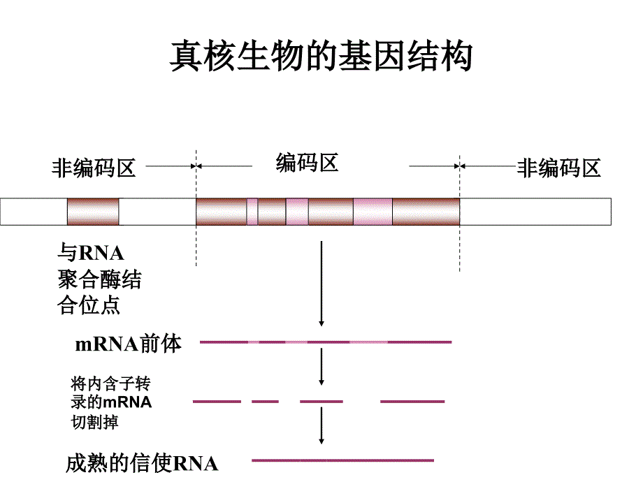 高三生物选修3第一章复习课件_第4页