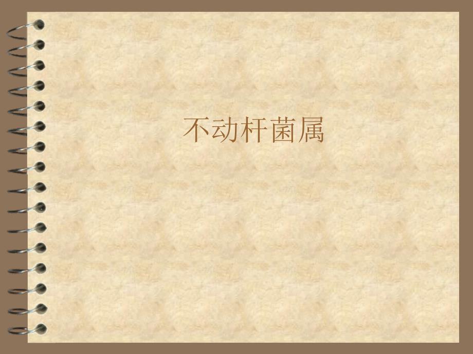 不动杆菌属.ppt_第1页