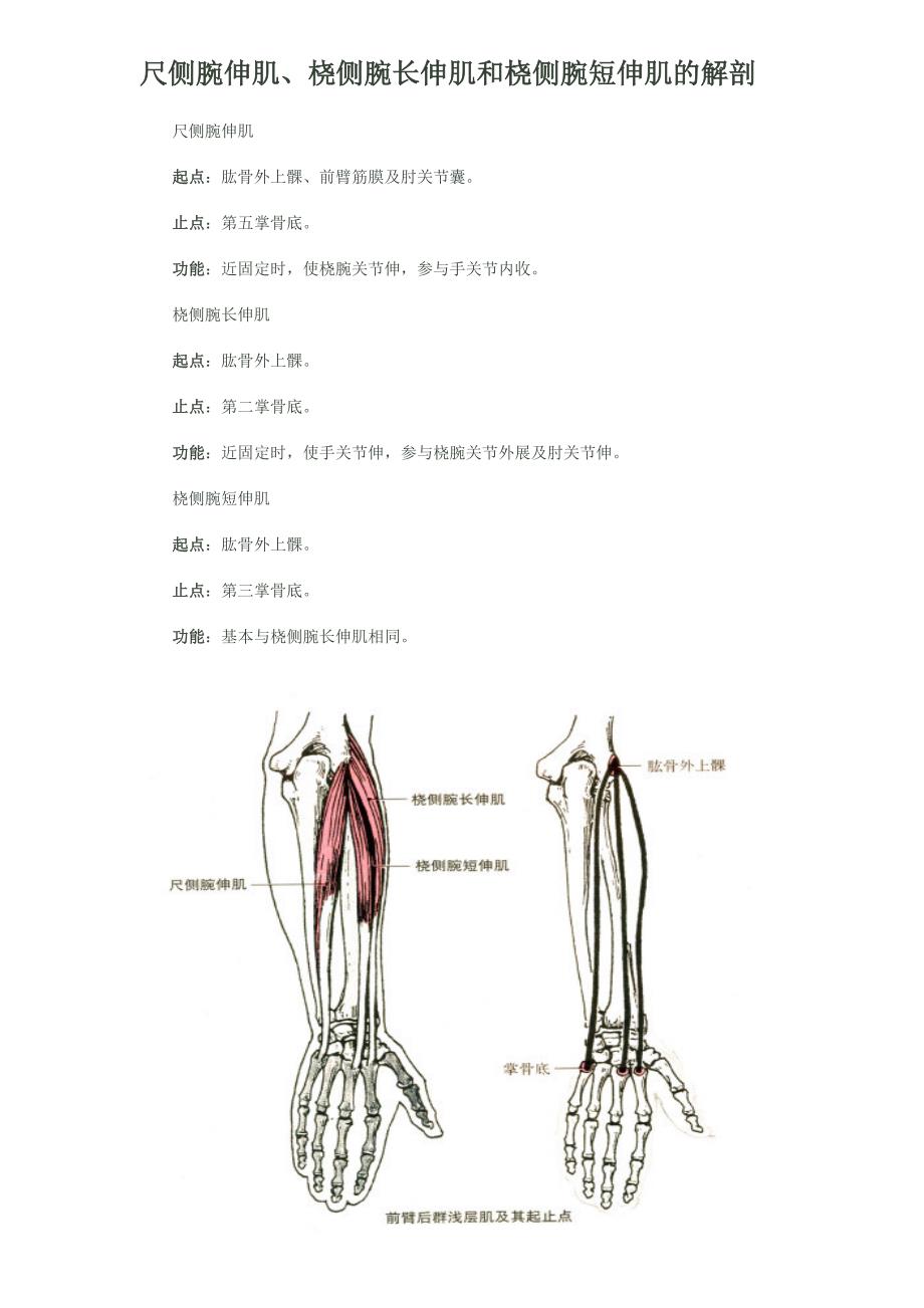 尺侧腕伸肌、桡侧腕长伸肌和桡侧腕短伸肌的解剖_第1页