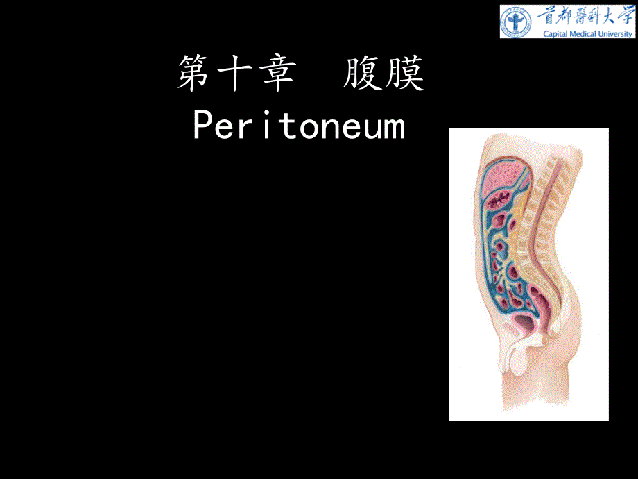 《人体系解剖学》教学课件：腹膜_第1页