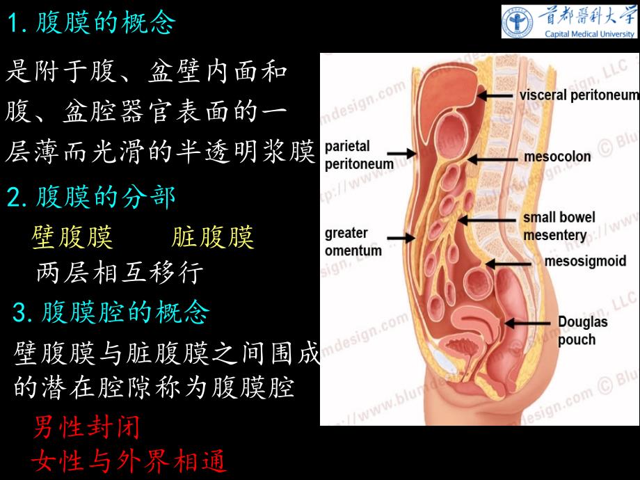 《人体系解剖学》教学课件：腹膜_第3页