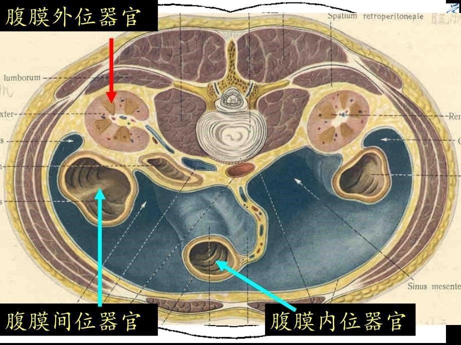 《人体系解剖学》教学课件：腹膜_第5页