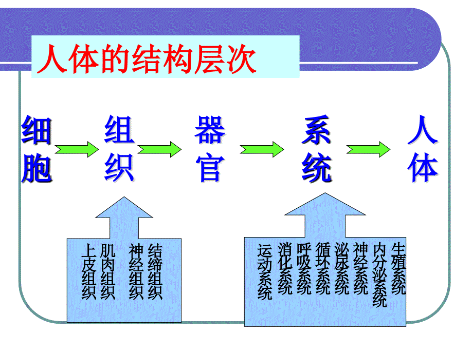 人体八大系统课件_第2页