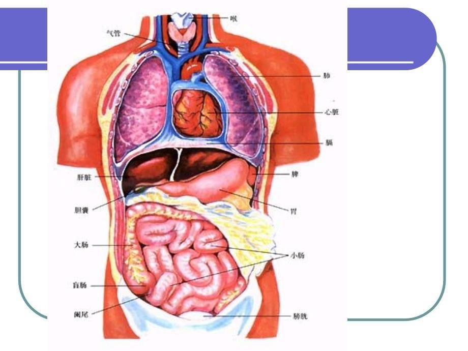 人体八大系统课件_第5页