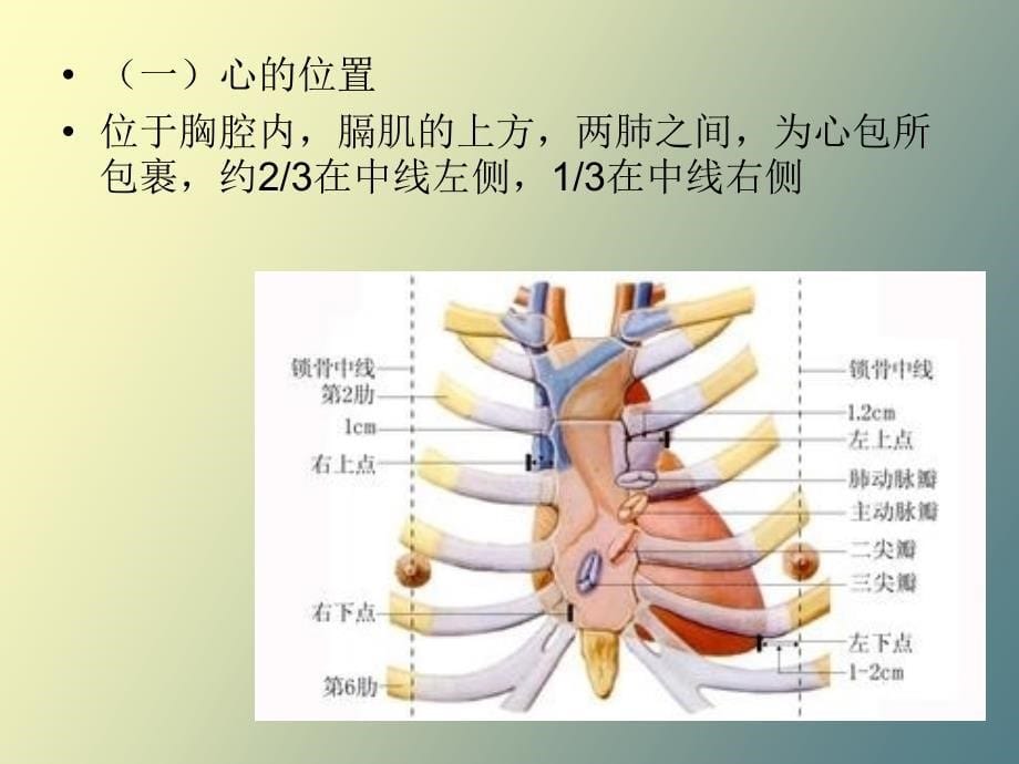 人体解剖与生理学第三章脉管系统_第5页