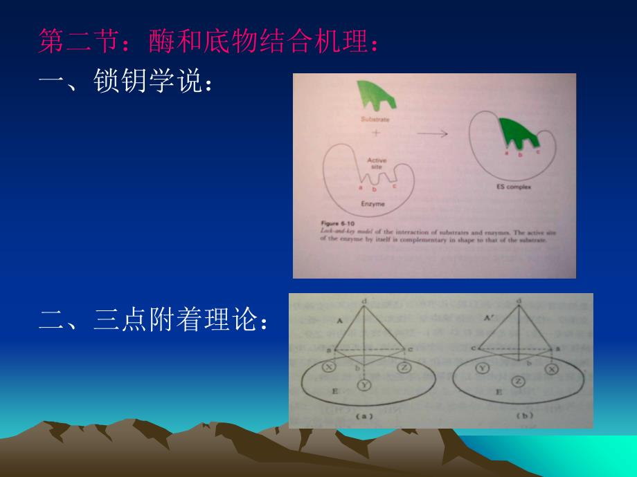 《酶作用的结构基础》课件_第2页