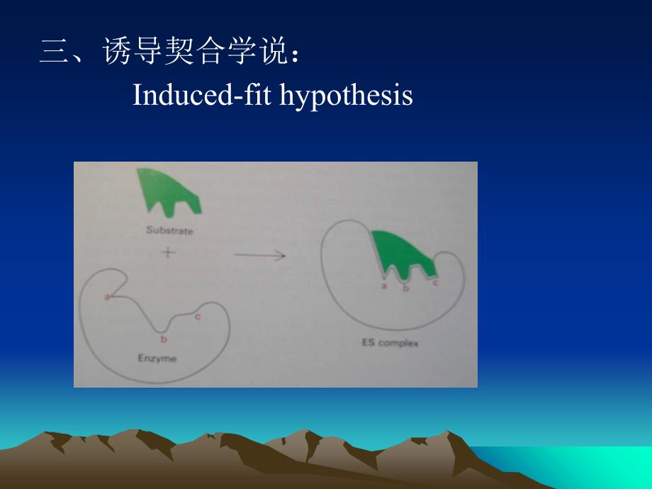 《酶作用的结构基础》课件_第3页