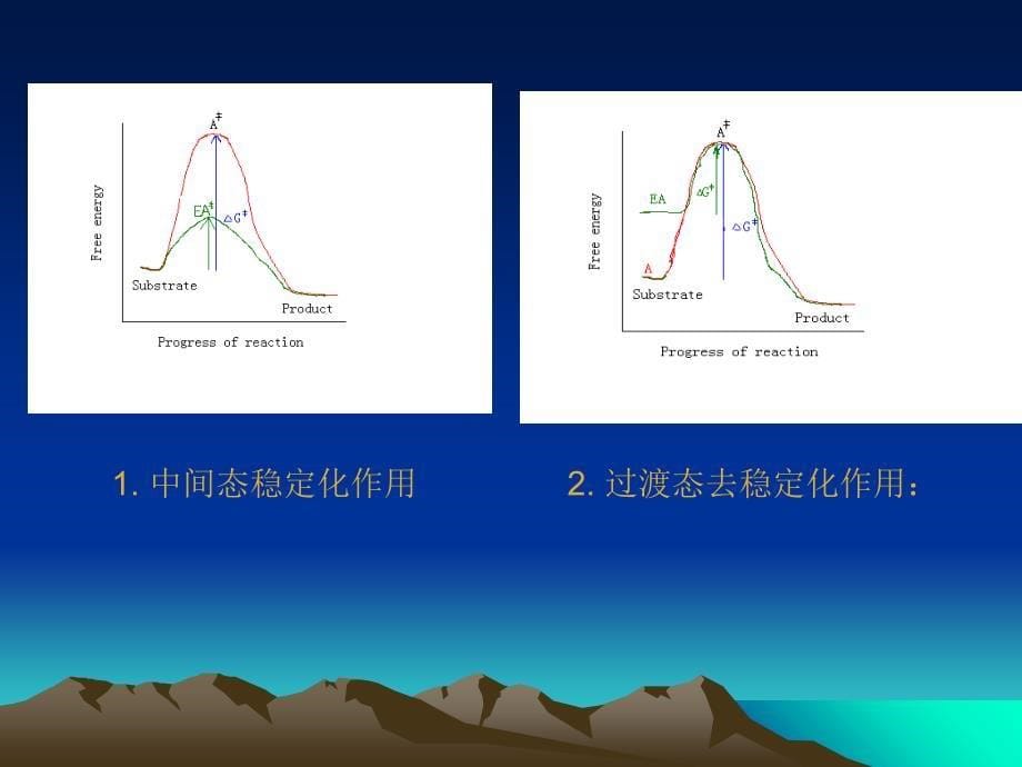 《酶作用的结构基础》课件_第5页