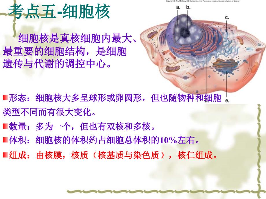 细胞核和生物膜系统高三生物一轮复习_第2页