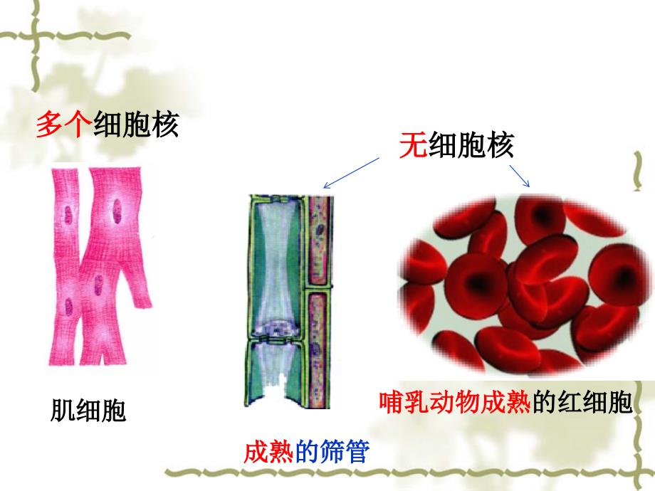 细胞核和生物膜系统高三生物一轮复习_第4页