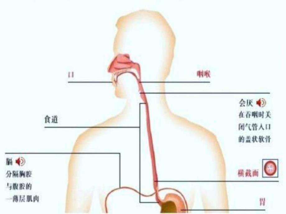 《食管癌护理查房》PPT课件_第4页