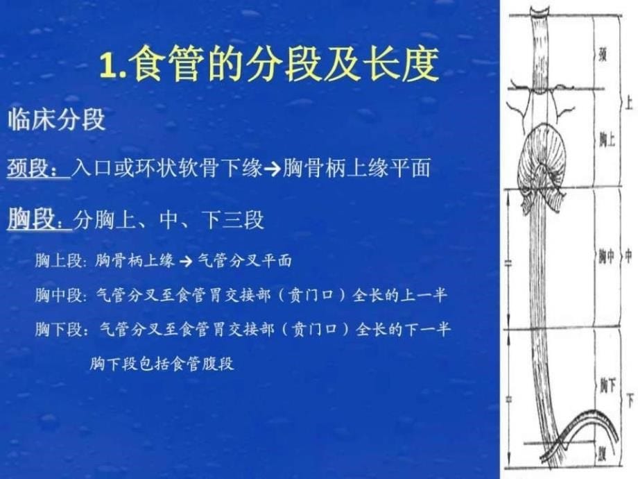 《食管癌护理查房》PPT课件_第5页