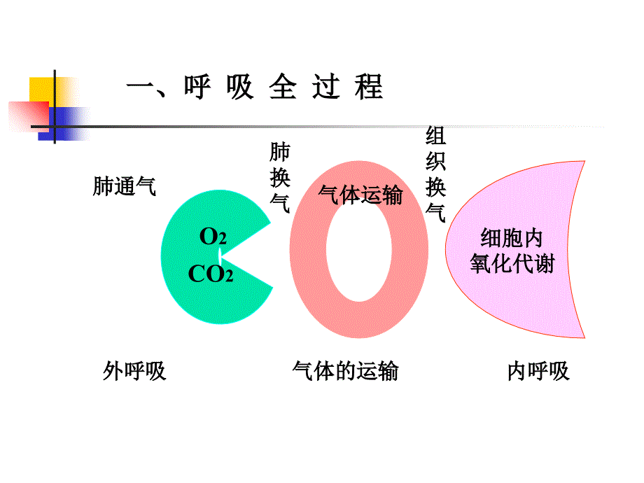 人体解剖生理学第五章呼吸系统下PPT课件_第2页