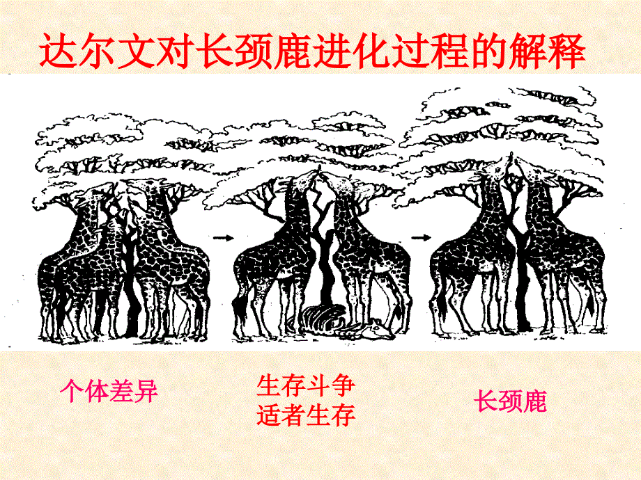 生物高中必修2第七章第二节课件1_第3页