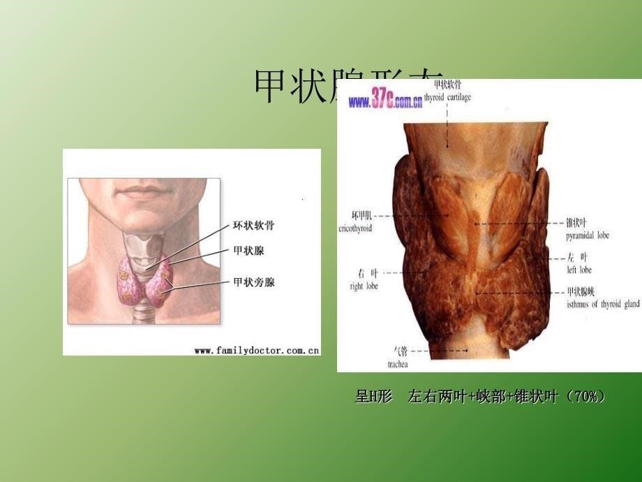 甲功检测项目及临床意义ppt课件_第5页