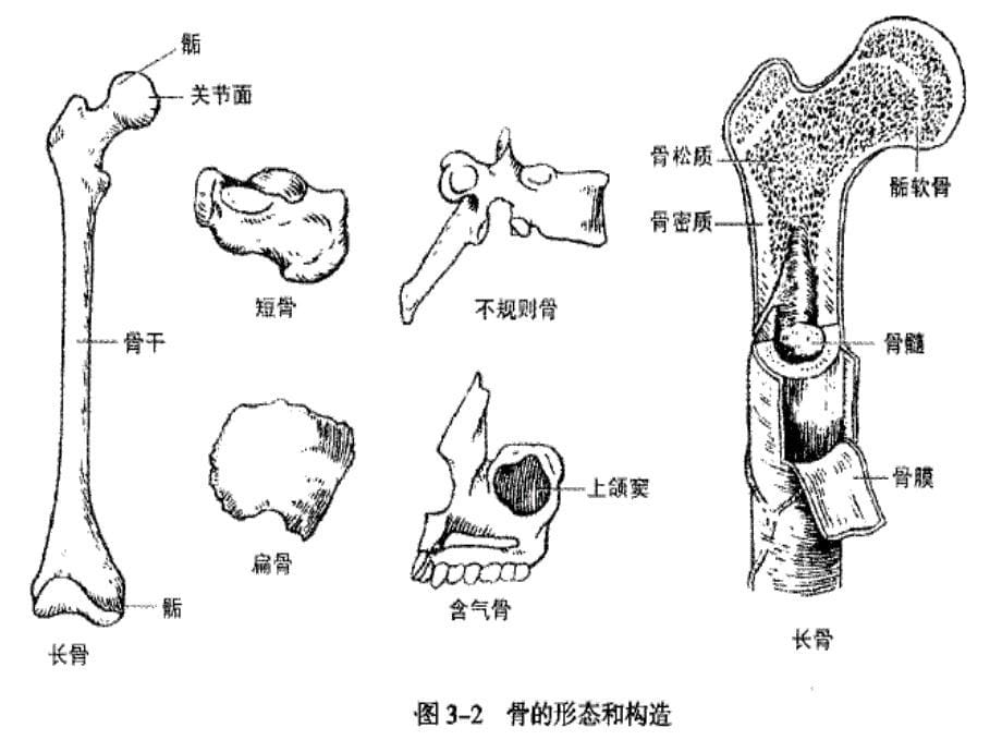 人体解剖生理学——第二章运动系统_第5页