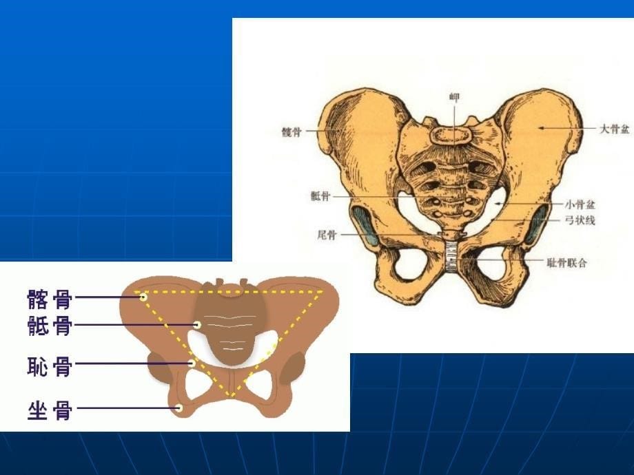 骨盆骨折护理查房创一科_1372课件_第5页