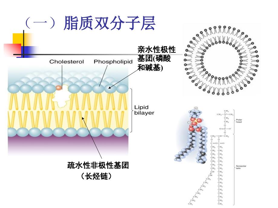 第二章鱼类生理学细胞的基本功能gai_第4页