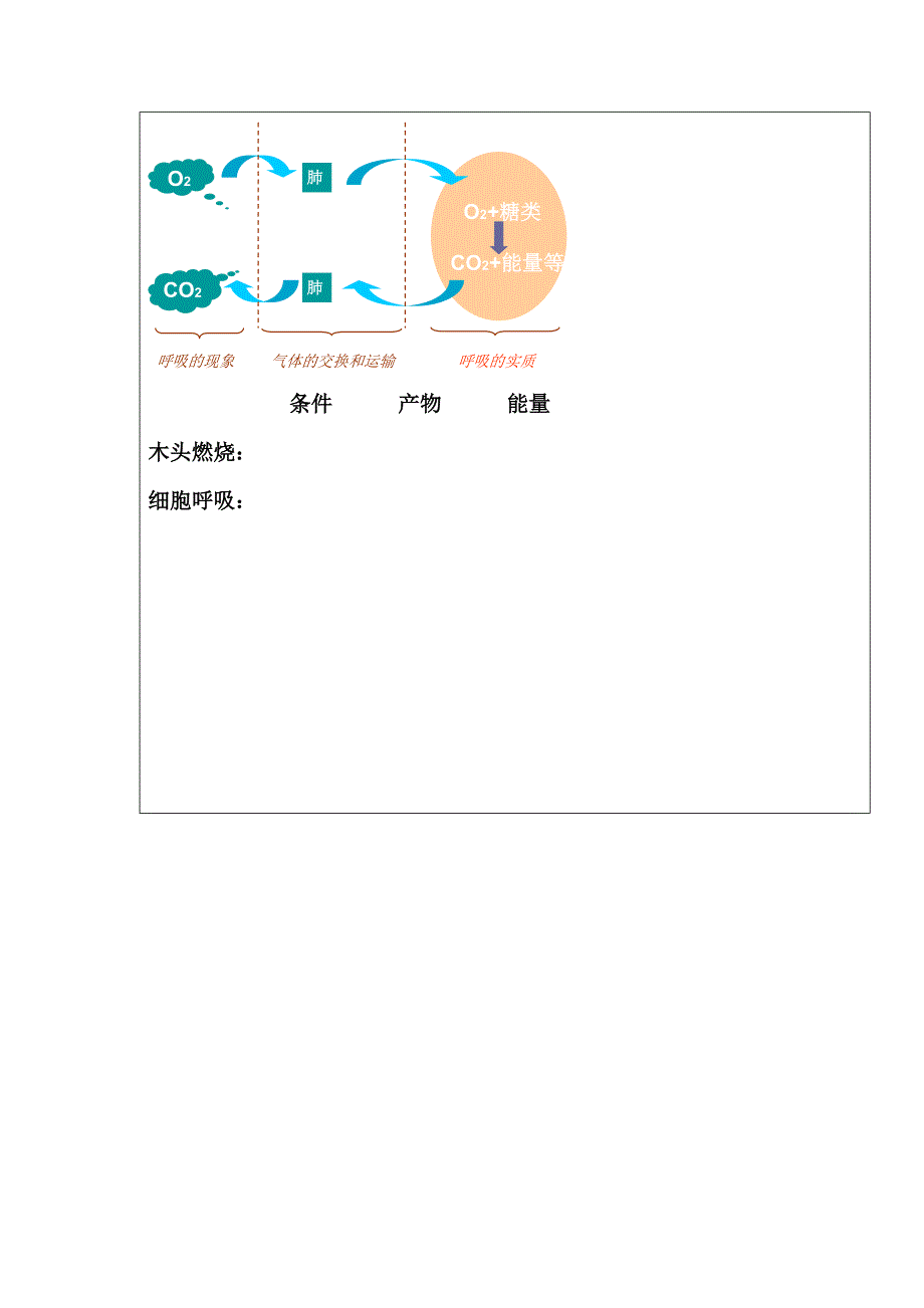 第三章 细胞的代谢 第四节细胞呼吸.doc_第5页