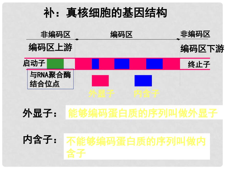 黑龙江省大庆外国语学校高中生物《1.2 基因工程的基本操作程序》课件 新人教版选修3_第4页