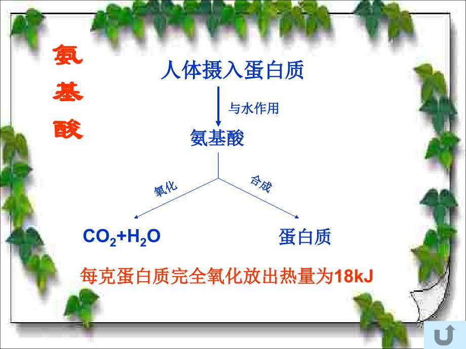 人类重要的营养物质ppt课件_第4页