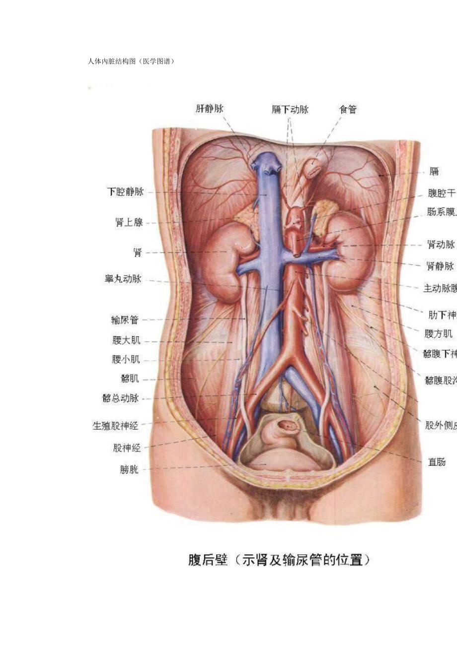 人体腹部结构图.doc_第4页