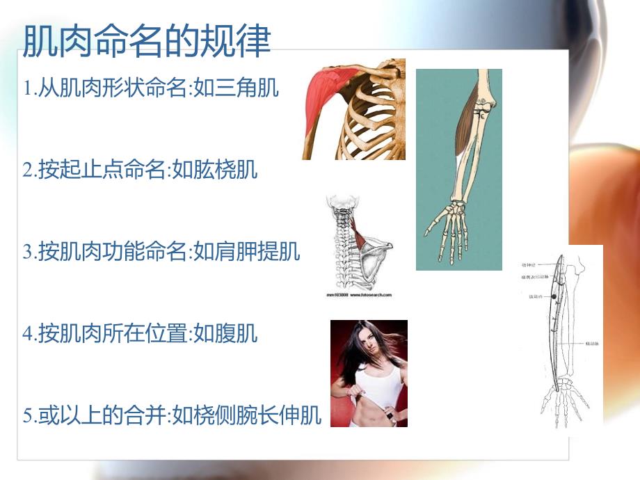 全身肌肉记忆方法课件_第4页