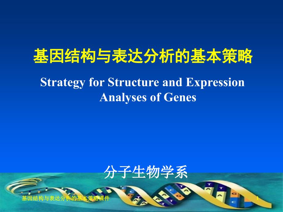 基因结构与表达分析的基本策略课件_第1页