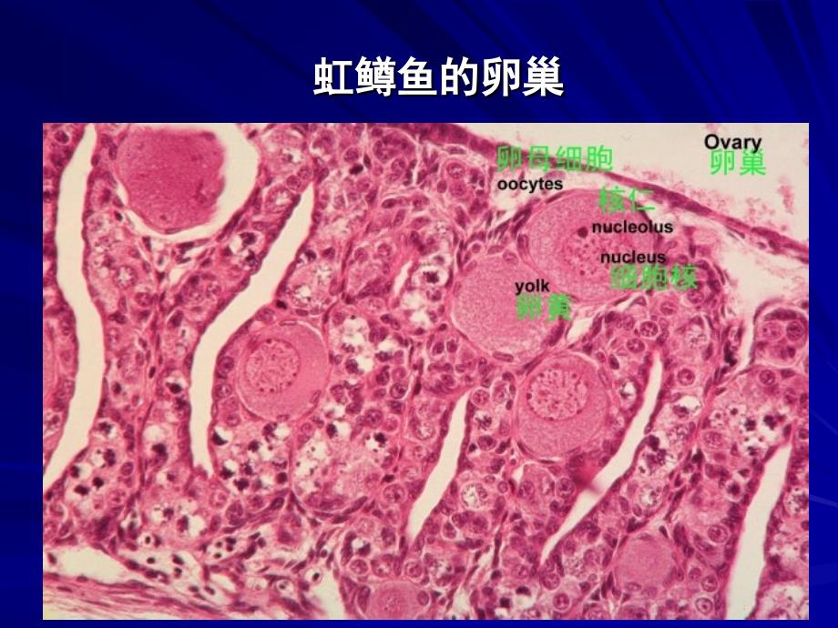 鱼类人工繁殖生物学基础_第3页