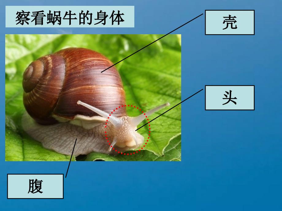 教科版科学三年级上册2.2蜗牛一ppt课件_第4页